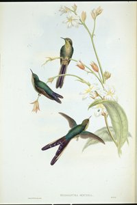 Purple-tailed Comet humming bird