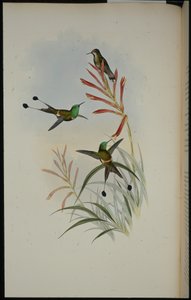 Racket-tail