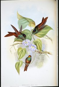 Rainbow (Diphogena Iris)