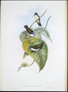 Red-billed Azure-crown (Cyanomyia Quadricolor) by John (after) Gould