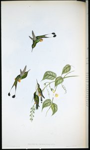 Red-booted Racket-tail