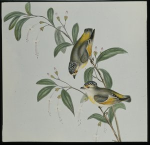 Red-lored Pardalote (Pardalotus rubricatus)