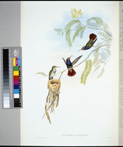 Red-throated Sapphire (Hylocharis sapphirinus)