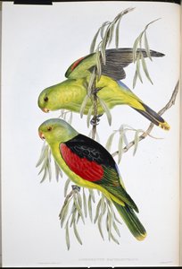 Red-winged Lory