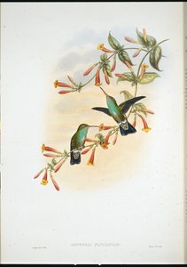 Riverine Emerald