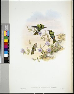 Roraima Coquette