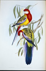 Rose-bill Parakeet (Platycercus Eximius)
