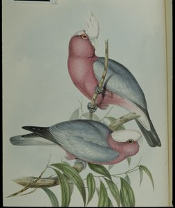 Rose-breasted Cockatoo