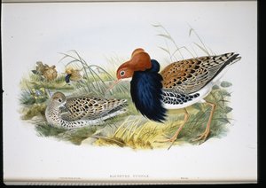 Ruff by John (after) Gould