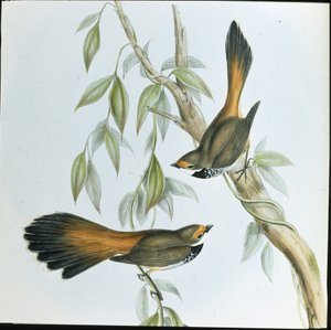 Rufous-fronted Fantail