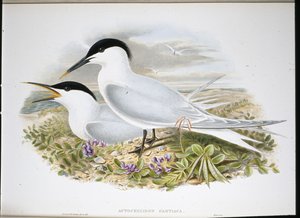 Sandwich Tern by John (after) Gould