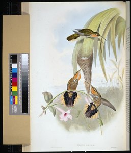 Saw-bill (grypus naevius)