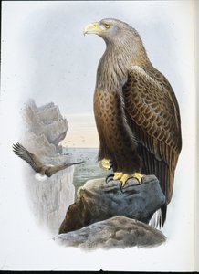 Sea Eagle
