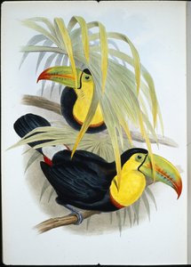Short-billed Toucan