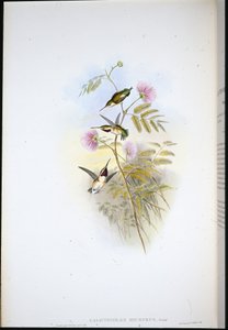 Short-tailed Wood-star