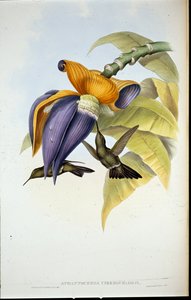 Sombre Hummingbird by John (after) Gould