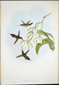 Southern Hermit