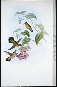 Spotted Adelomyia