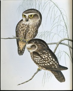 Spotted Owl (Athene Maculata) by John (after) Gould