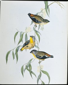 Spotted Pardalote (Pardalotus Punctatus)