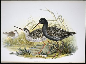 Spotted Redshank (Totanus Fuscus)