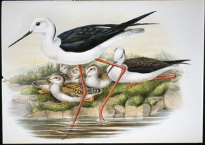 Stilt (Himantopus Candidus)