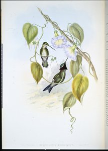 Stripe-breasted Star-throat