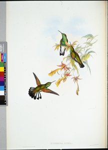 Stripe-tail Humming-bird
