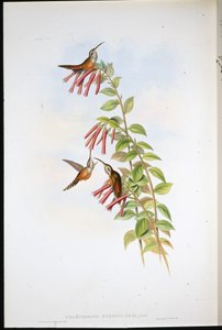 Stripe-throated Hermit