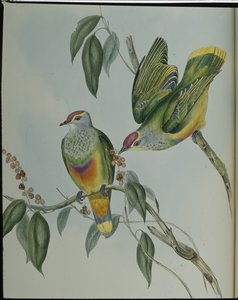 Swainson