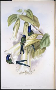 Swallow-tail