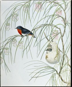 Swallow Dicaeum by John (after) Gould