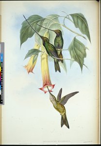 Sword-bill (Docimastes ensiferus)