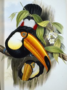 Toco Toucan