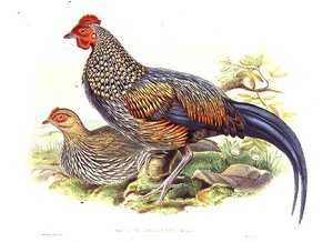 Two Asian pheasants (Gallus Sonneratii) engraved by the artist and William Hart (1823-1894) by John (after) Gould
