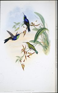 Veraguan Panoplites (Thalurania venusta)