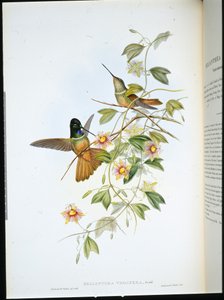 Violet-throated Star-Frontlet
