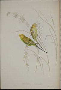 Warbling Grass Parrot (Melopsittacus Undulatus)