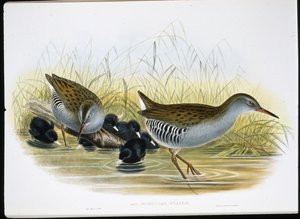 Water-Rail by John (after) Gould