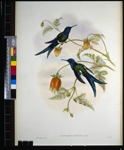 Western Swallow-tail