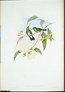 White-bellied Emerald