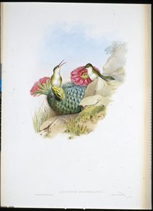 White-breasted Leucippus