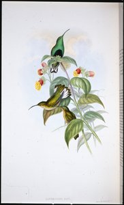 White-tailed Velvet-breast