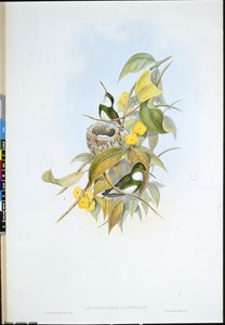 White-throat (Leucochloris Albicollis)