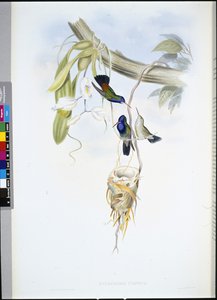 White-throated Sapphire (Hylocharis Cyaneus)