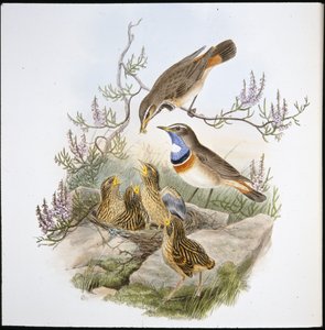 White Throated Bluebreast