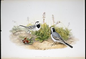 White Wagtail