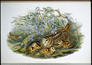 Woodcock