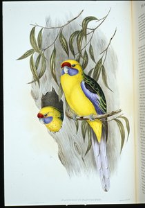 Yellow-bellied Parakeet (platycercus flaviventris)