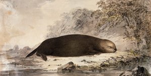 Sea Otter